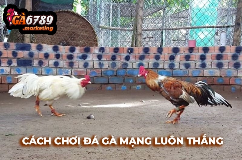 Sức Hút Đỉnh Cao Từ Sảnh Cược Đá Gà Ga6789